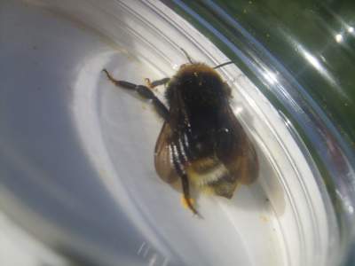 B.Vestalis (Southern Cuckoo Bee, female). Northfield DA3, 18-04-2018.jpg