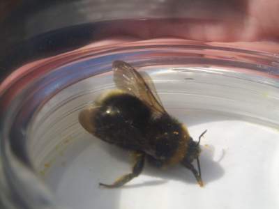 B.Vestalis (Southern Cuckoo Bee, female). Northfield DA3, 18th April 2018.jpg
